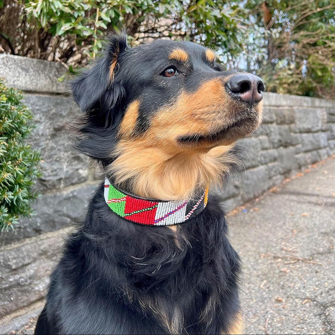 Collier pour chien en cuir perlé fait main pour grandes races - Robuste et élégant - Convient aux cous de 40 à 50 cm (Zuhura)