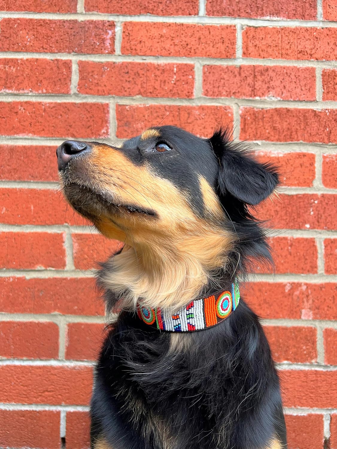 Collier pour chien en cuir perlé fait main pour grandes races - Robuste et élégant - Convient aux cous de 40 à 50 cm (Zuri)